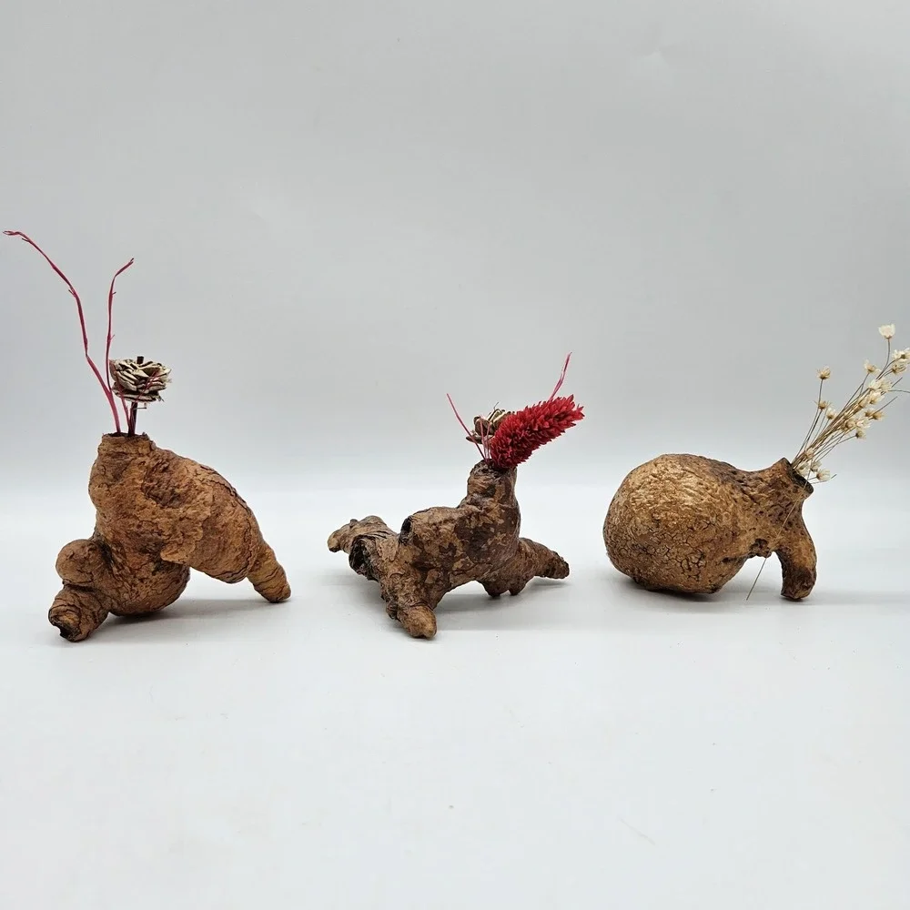 Southwestern Natural Arizona Saguaro Cactus Skeleton Knot Bud Vases Lot of 3